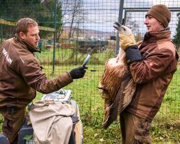 Zlínská zoo patří k nejúspěšnějším chovatelům supů na světě