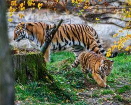 Zlínská zoo se raduje! Malý tygřík zvládl těžší start do života a má se čile k světu