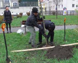 V centru Hodonína roste lípa Tomáše Garrigua Masaryka 