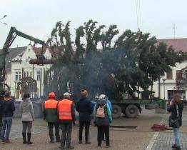 Vánočním stromem v Kyjově je smrk stříbrný. Jako vánoční už sloužil