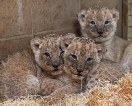 Obrovská radost a překvapení ve zlínské zoo! Lvice Kwale porodila tři zdravá mláďata