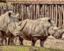 Smutek ve zlínské zoo. Nosorožčí mládě krátce po porodu uhynulo