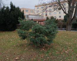 Vandalové ve Zlíně odřezávají mladé stromky. S jejich odhalením pomohou fotopasti