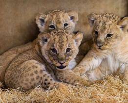 Děti do 12 let se o Vánocích podívají do zlínské zoo jen za symbolickou 1 korunu