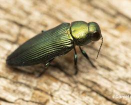 Ve zlínské zoo byl potvrzen výskyt vzácného krasce dubového