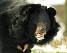 Medvěd Jiří má za sebou karanténu a postupně se rozkoukává ve venkovním výběhu ostravské zoo