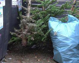 Hodonínská Tespra zahájila svoz vánočních stromků