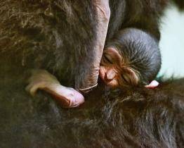 Jedním z prvních přírůstků v Zoo Hodonín bylo mládě gibona