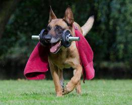 Kynologické cvičiště na Burešově je modernější a bezpečnější