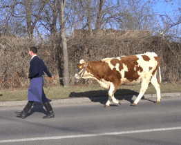 Fašaňkový průvod protančil Nětčicemi a ohlásil postní období