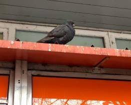 Vsetín řeší problém s přemnoženými holuby