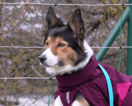Město obnovilo kynologického cvičiště na Burešově