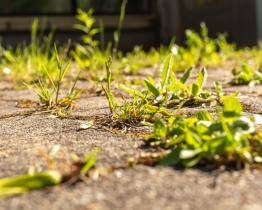 Zlíňané budou moci sledovat průběh postřiků proti plevelu na on-line mapě