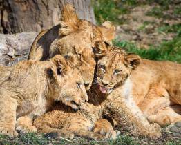 Záchranné centrum pro lvy otevře zlínská zoo koncem června. Domov v něm najde i pětičlenná lví rodinka 