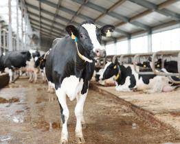 Na hranicích se Slovenskem platí kvůli slintavce a kulhavce ode dneška omezení