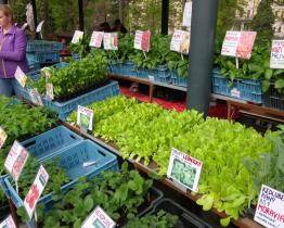 Tržiště Pod Kaštany se připravuje na hlavní sezonu
