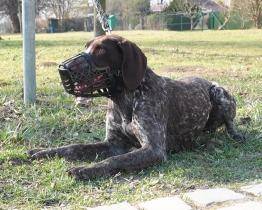 Městská policie zvýšila kontroly pejskařů