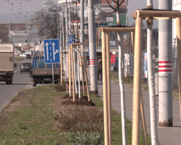Město Zlín obnovilo alej podél třídy Tomáše Bati