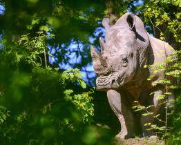 Zlínská zoo a její návštěvníci přispěli na ochranu ikonického nosorožce už více než 1 200 000 korun