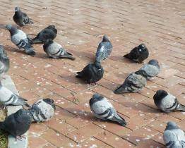 Nová vsetínská vyhláška zakazuje krmit holuby, vodní ptáky a opuštěná zvířata