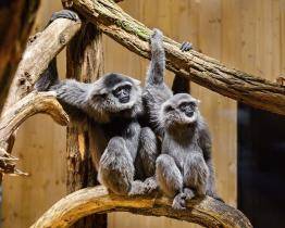 Vzácní primáti na dosah i jedinečná relaxační zóna. Zlínská zoo otevírá Giboniku
