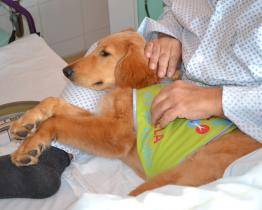 Pacienty ve valašskomeziříčské nemocnici potěší čtyřnohá kamarádka