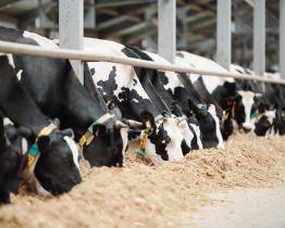 Ve Zlínském kraji se zatím slintavka a kulhavka neobjevila. Prevence je ale na místě