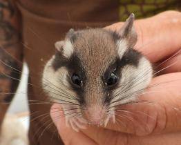 Zlínská zoo se snaží o návrat ohroženého hlodavce do volné přírody