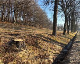 Silničáři přes zimu pokáceli přes 900 stromů. Za všechny bude náhradní výsadba