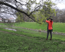 Odborná firma kontroluje stav stromů v zámeckém parku ve Veselí