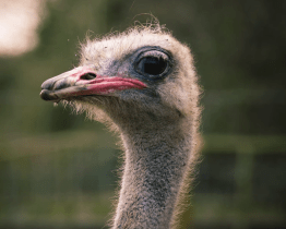 Zlínskou zoo čekají velké plány i noví obyvatelé