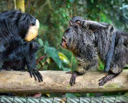 Návštěvník zlínské zoo krmil chvostany čokoládou. Hledají se svědci incidentu