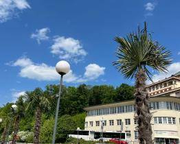 Centrum Luhačovic zdobí exotické palmy