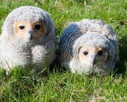 Radost ve zlínské zoo! Vylíhla se zde dvě mláďata vzácného puštíka tečkovaného