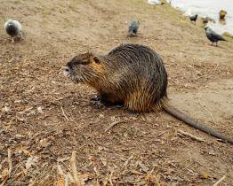 Ve Zlíně začal jarní odchyt přemnožených nutrií. V pasti skončilo už 25 kusů