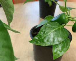 Žáci základní školy v Rokytnici pěstovali rostliny v chytrém skleníku bez hlíny