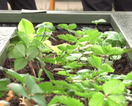 Praktická škola vybudovala jedlou zahradu
