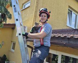 Sedmiměsíční kotě uvízlo na vysokém stromě. Po dvou dnech ho zachránili hasiči