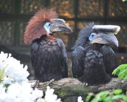 Zlínská zoo zabodovala v soutěži Bílý slon. Zoologického „Oscara“ získala za odchov zoborožce hrubozobého