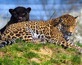 Světový úspěch ve zlínské zoo! Jaguářímu páru se narodil první potomek