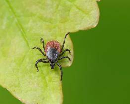 Zlínský kraj eviduje nárůst případů lymeské borreliózy i klíšťové encefalitidy. Proočkovanost je zde nízká