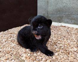 Je to holka! Chovatelé zlínské zoo prozradili pohlaví jaguářího miminka