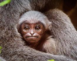 Dvouměsíční gibon ze zlínské zoo má sedm kmotrů. Mláďátku dali neutrální jméno