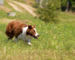 Ovčáčtí psi vodili ovce po pastvině a zaháněli je do ohrad
