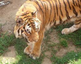 Velké díky, milí Zlíňané! Už jsem fit, váš tygr ussurijský z Hodonína