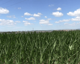 V okolí města vyrostou čtyři a půl tisíc stromů