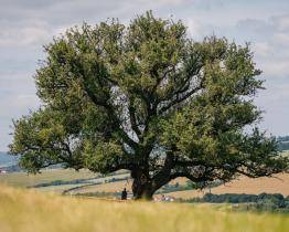 O titul Strom roku 2025 zabojuje památná hrušeň z Míkovic. Hlasovat můžete i vy!