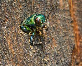 V areálu zlínské zoo se poprvé podařilo zdokumentovat výskyt vzácného krasce dubového