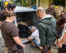 Medvěd Disambar ze zlínské zoo se vydal do Skotska. Přeprava ve speciálním vozidle trvala dva dny