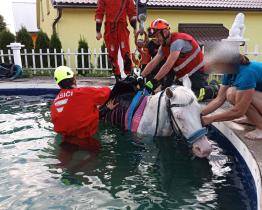 Hasiči zachraňovali koně, který spadl do bazénu